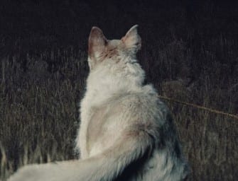 Trailer: It Comes At Night
