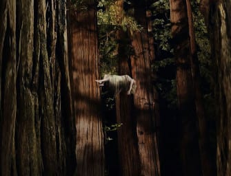Trailer: Woodshock